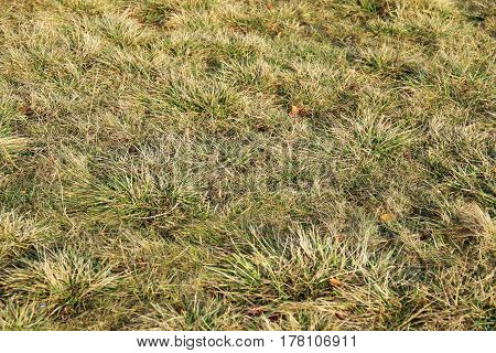 Grassland. Dried Grass Savanna Background Texture