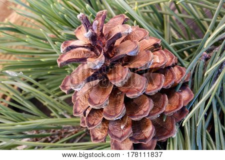 Macro Of A Dry Pine Cone With Pine Needles