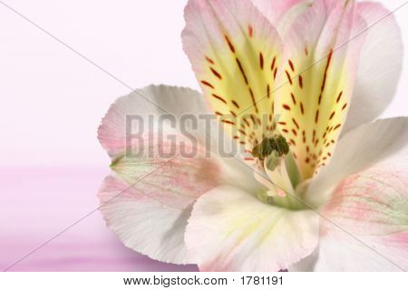 Alstroemeria rose