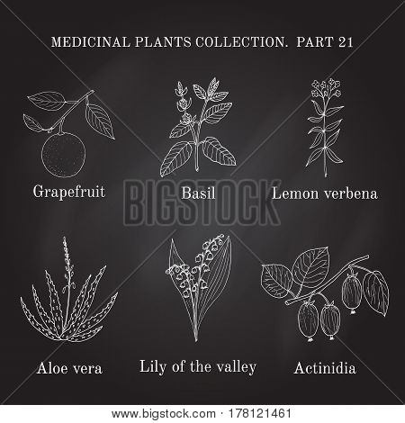 Vintage Collection Of Hand Drawn Medical Herbs And Plants