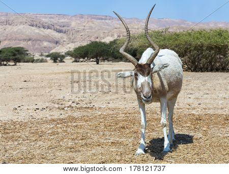 Curved horned antelope Addax (Addax nasomaculatus) was introduced from Sahara desert and well adopted in nature reserve near Eilat, Israel