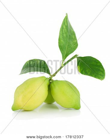 Citroner på en gren med blade.