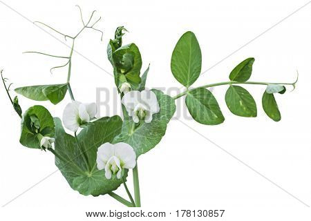 White peas flower vine isolated on white background
