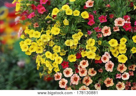 Part of hanging Hybrid pentunias flower in basket
