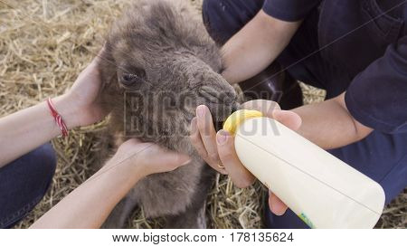 Zookeeper Feeding Baby Camel