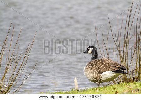 Goose-Goose in the lake, Lippesee , Germany.
