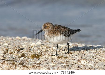 A Sanderling Calidris alba in breeding plumage on the beach with the blue ocean in the background