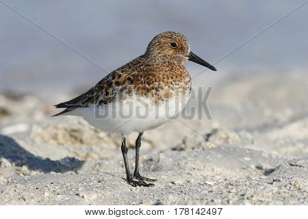 A Sanderling Calidris alba in breeding plumage on the beach with the blue ocean in the background