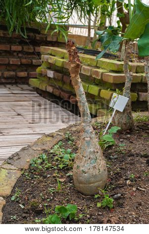 Leafless Buddha Belly/ Bottleplant Shrub/ Gout/ Guatemala Rhubarb/ Jatropha Podagrica Plant