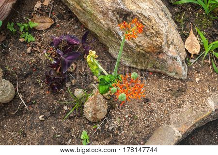 Buddha Belly/ Bottleplant Shrub/ Gout/ Guatemala Rhubarb/ Jatropha Podagrica Plant