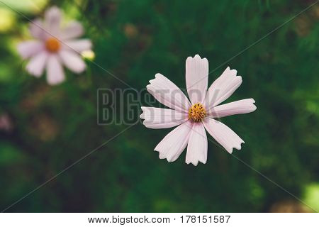 Mexican Aster pink flower or Garden Cosmos, closeup at green background. Its Latin name is Cosmos Bipinnatus Radiance, native to Mexico. Popular annual plant cosmea.