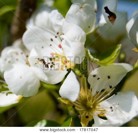 Ant の花