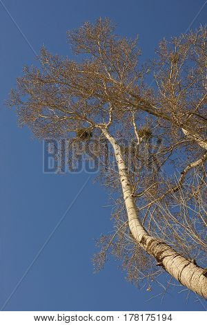 Tree crown white against the blue sky