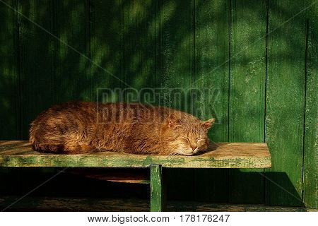 Gray cat sleeps on a green bench