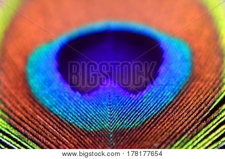 A blue peacock feather with beautiful colors