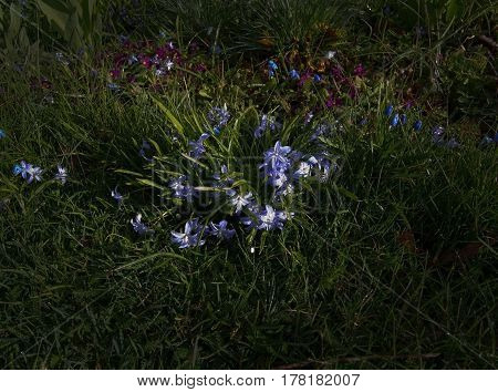 Spring Flowerbed