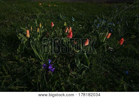 Spring Flowerbed