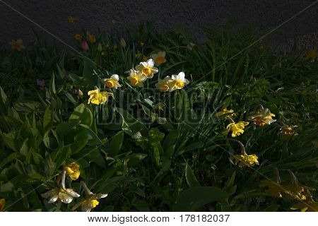 Spring Flowerbed