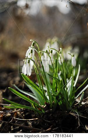 The earliest spring flowers. Snowdrops. Sweethearted nature.