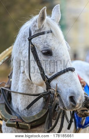 Grey horse in old harness waits rider