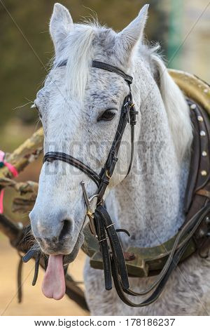 Portrait of a gray horse in harness showing tongue