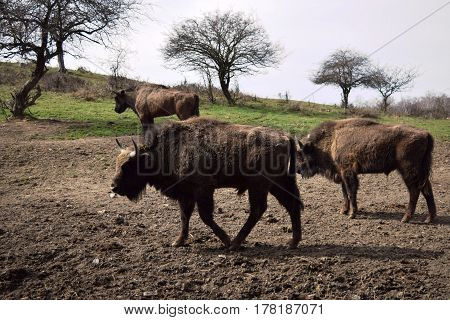 European brown bison  (Bison bonasus)  that live in nature reserves in Europe