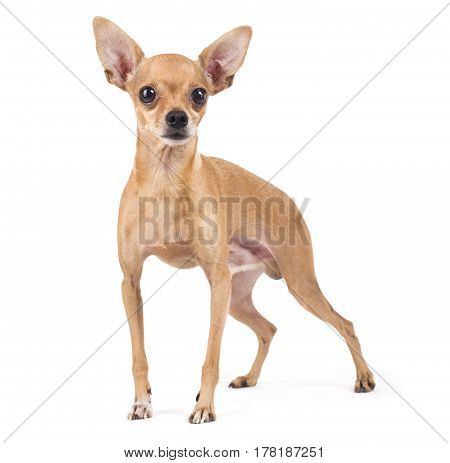 Toy Terrier sits on a white background