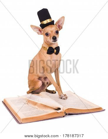 Dog with book isolated on white background