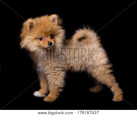 Pomeranian (spitz) dog, isolated on black background.