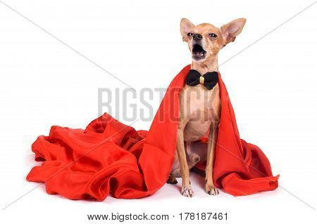 portrait of the terrier dressed as a vampire on a white background