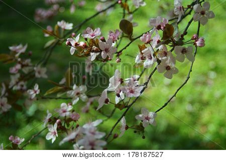 Primavera. Cerezos japoneses en flor y verde