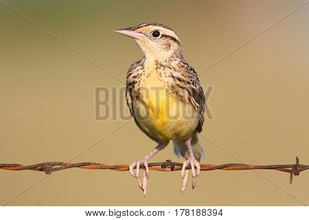 Western Meadowlark (sturnella neglecta) sitting on barbed wire