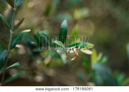 Wedding rings on the olive branch. Wedding jewelry.