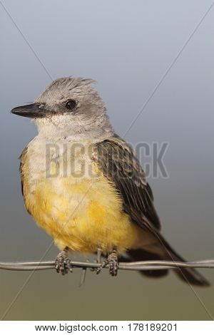 Western Kingbird (Tyrannus verticalis) sitting on a barbed wire fence