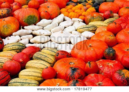 Squashs