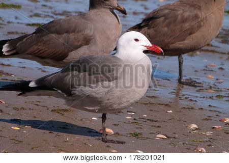 A Heermann's Gull, Larus heermanni on a beach on the Sea of Cortez in Mexico during winter