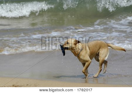 Bum plaży psów