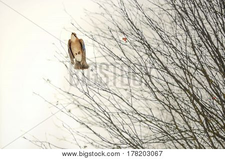 Jay bird in flight with folded wings against the background of tree branches of mountain ash in winter
