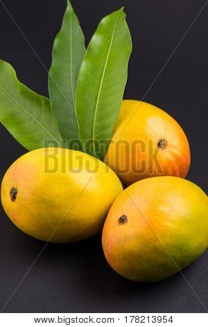 King of fruits; Alphonso yellow Mango fruit duo with stems and green leaf isolated over colourful background, a product of Konkan from Maharashtra - India
