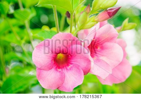 purple allamanda,Allamanda cathartica , golden trumpet, common trumpetvine