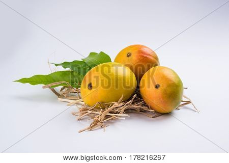 King of fruits; Alphonso yellow Mango fruit duo with stems and green leaf isolated over colourful background, a product of Konkan from Maharashtra - India