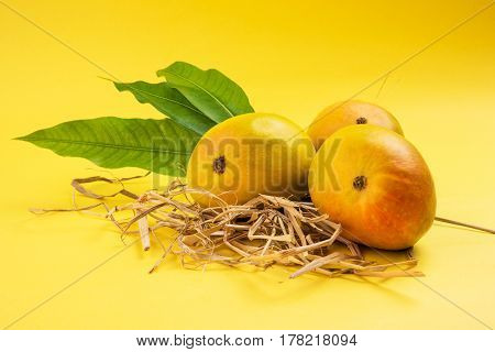 King of fruits; Alphonso yellow Mango fruit duo with stems and green leaf isolated over colourful background, a product of Konkan from Maharashtra - India