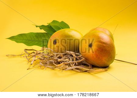 King of fruits; Alphonso yellow Mango fruit duo with stems and green leaf isolated over colourful background, a product of Konkan from Maharashtra - India