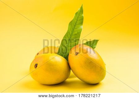 King of fruits; Alphonso yellow Mango fruit duo with stems and green leaf isolated over colourful background, a product of Konkan from Maharashtra - India