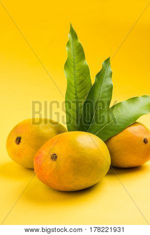 King of fruits; Alphonso yellow Mango fruit duo with stems and green leaf isolated over colourful background, a product of Konkan from Maharashtra - India