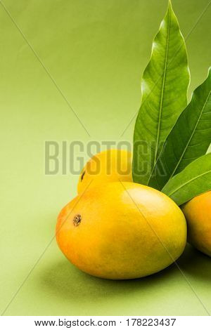 King of fruits; Alphonso yellow Mango fruit duo with stems and green leaf isolated over colourful background, a product of Konkan from Maharashtra - India