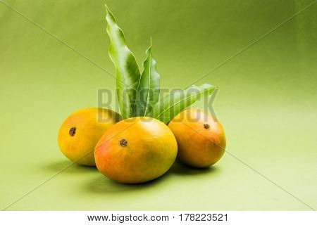 King of fruits; Alphonso yellow Mango fruit duo with stems and green leaf isolated over colourful background, a product of Konkan from Maharashtra - India