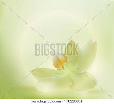 green spa orchid flower on green background