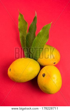 King of fruits; Alphonso yellow Mango fruit duo with stems and green leaf isolated over colourful background, a product of Konkan from Maharashtra - India