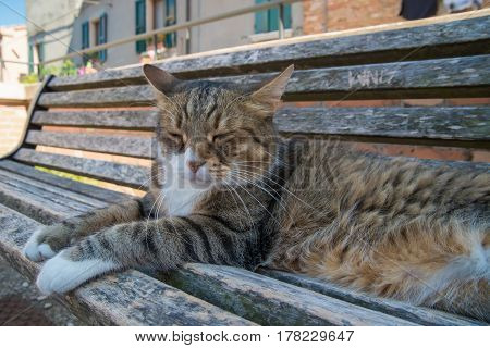 Big tabby cat sitting on sunny bench in Santarcangelo Italy